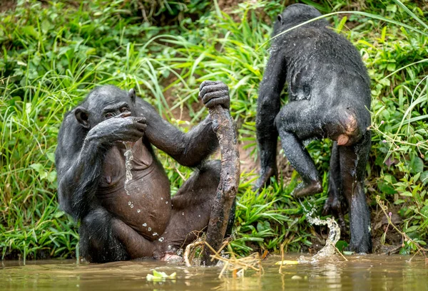 Erwachsene Bonobo trinken Wasser — Stockfoto