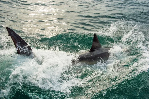 Grote witte haai in de Oceaan een aanval — Stockfoto