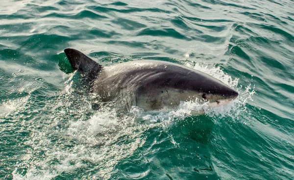 Büyük beyaz köpekbalığı okyanusta bir saldırı