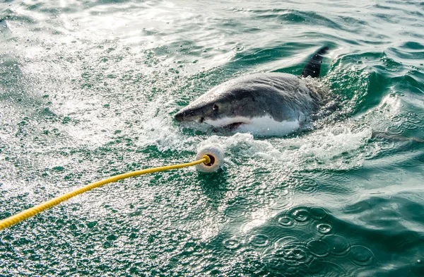 Büyük beyaz köpekbalığı okyanusta bir saldırı