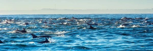 海豚在海里游泳 — 图库照片