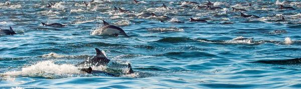 Golfinhos nadando no oceano — Fotografia de Stock