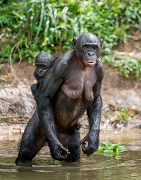 Bonobo Cub στην πλάτη της μητέρας — Φωτογραφία Αρχείου