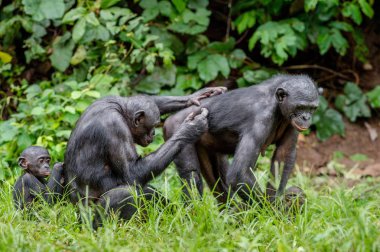 Bonobo doğal ortamlarında 