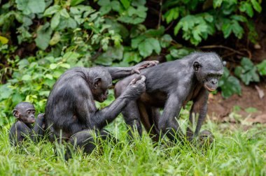 Bonobos in natural habitat 