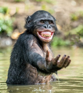Smiling Bonobo in the water clipart