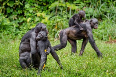 Doğal ortamında çiftleşme Bonobo