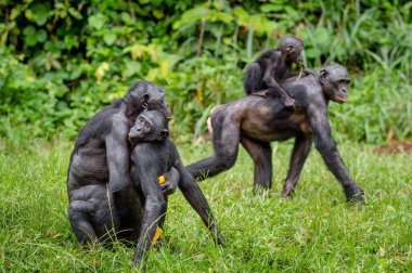 Bonobo mating in natural habitat clipart