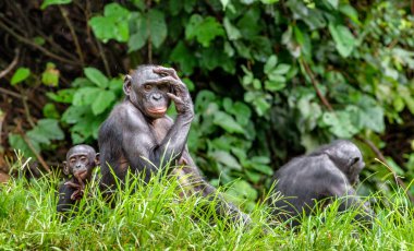 Anne ve yavrusu Bonobo doğal ortamlarında
