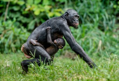 Annenin sırtına bonobo yavrusu