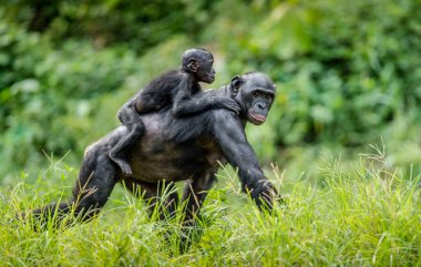 Annenin sırtına bonobo yavrusu