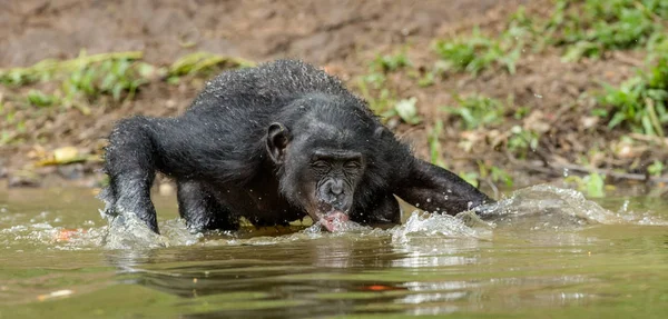 Bonobo pić wody w stawie — Zdjęcie stockowe