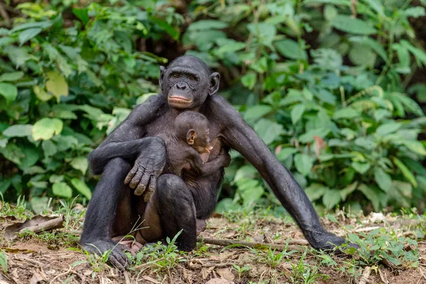 Anya és kölyök Bonobo természetes élőhely — Stock Fotó