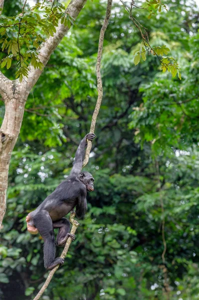 Bonobo på grenen av träd — Stockfoto