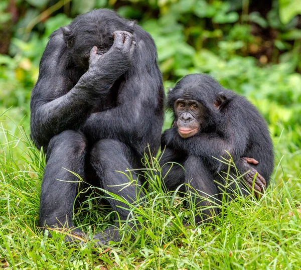 Bonobos im natürlichen Lebensraum — Stockfoto