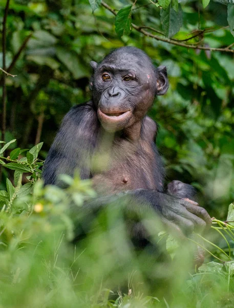 Bonobo v přirozeném prostředí — Stock fotografie