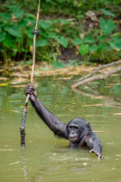 Zwarte bonobo in het water — Stockfoto