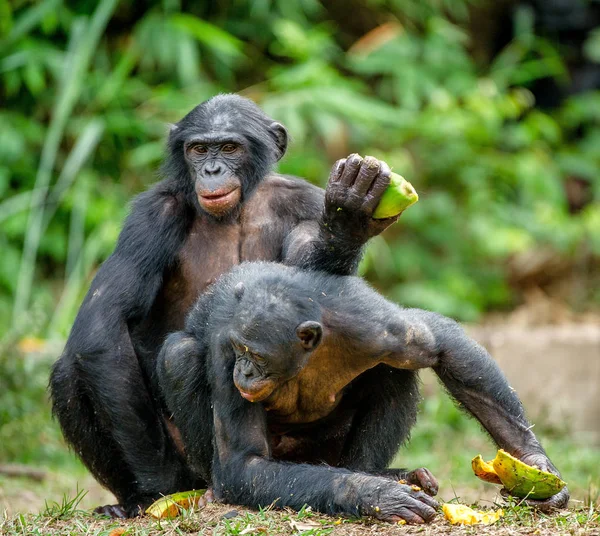 Krmení a páření Bonoobo — Stock fotografie