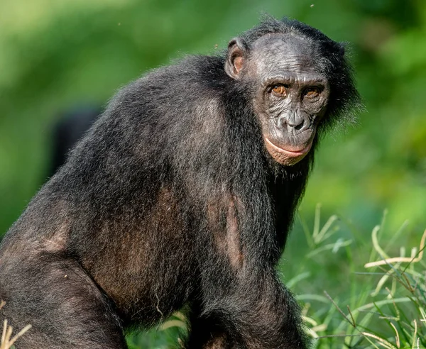 Bonobo in natuurlijke habitat — Stockfoto