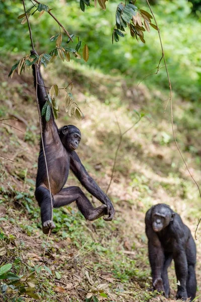 Bonobo Cub i naturliga livsmiljö — Stockfoto