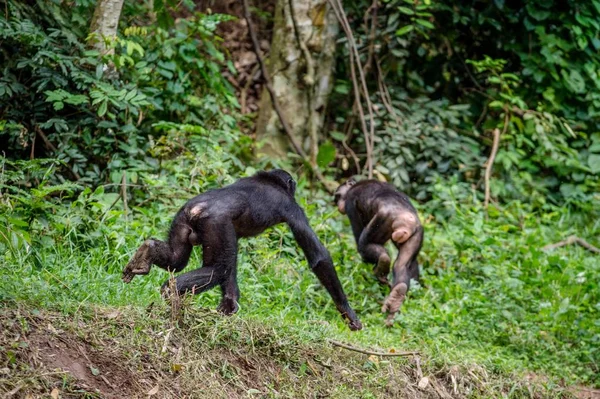 Bonobos in natural habitat — Stock Photo, Image