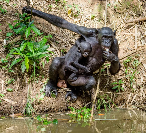 Bonobo in natural habitat — Stock Photo, Image