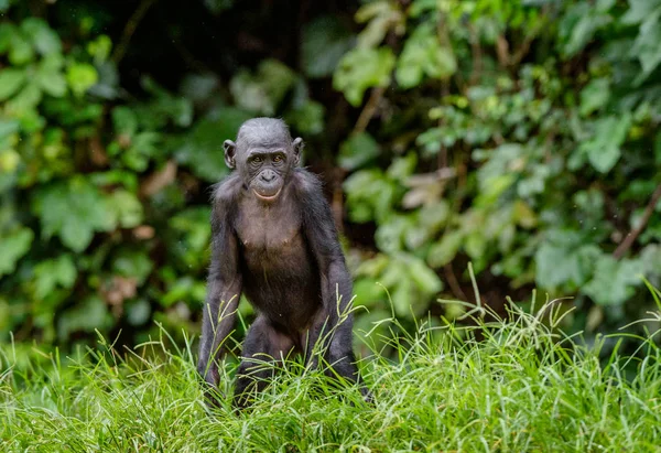 Bonobo dans l'habitat naturel — Photo