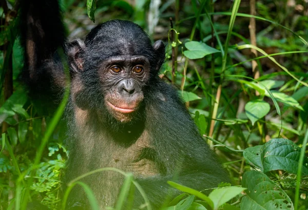 Bonobo in natuurlijke habitat — Stockfoto