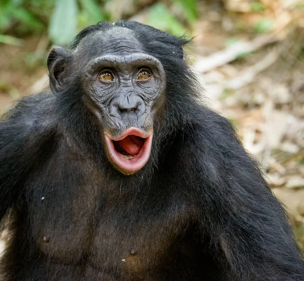 Macaco Chimpanzé Retrato Ao Ar Livre Foto de Stock - Imagem de dentes,  animal: 272533470