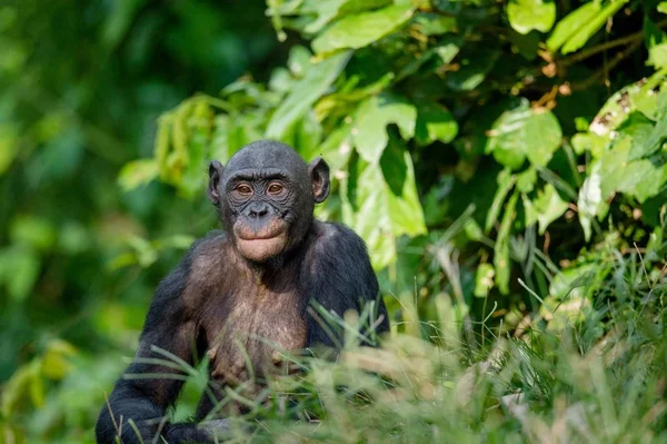 Bonobo in natuurlijke habitat — Stockfoto