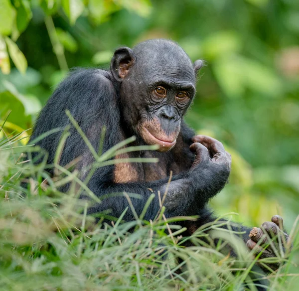 Bonobo in natuurlijke habitat — Stockfoto