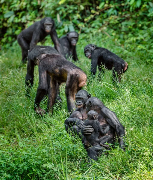 Bonobo mládě na zádech matky — Stock fotografie