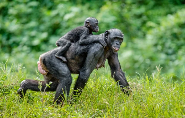 Bonobo-Jungtier auf dem Rücken der Mutter — Stockfoto