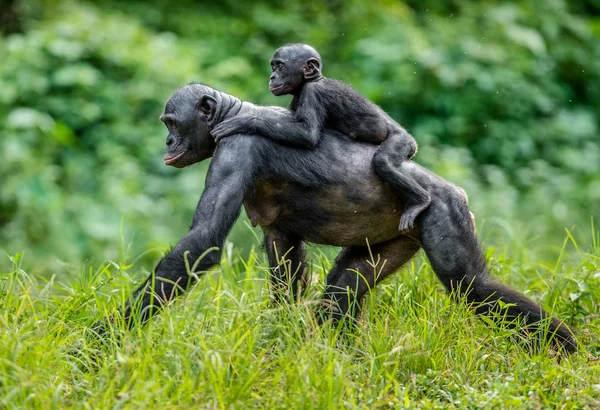 Bonobo Cub στην πλάτη της μητέρας — Φωτογραφία Αρχείου