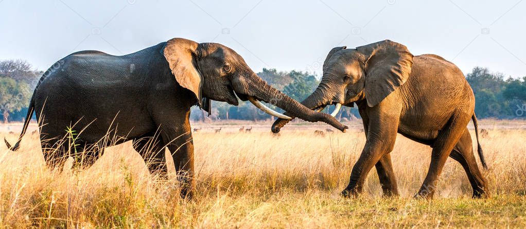 Fighting African elephants