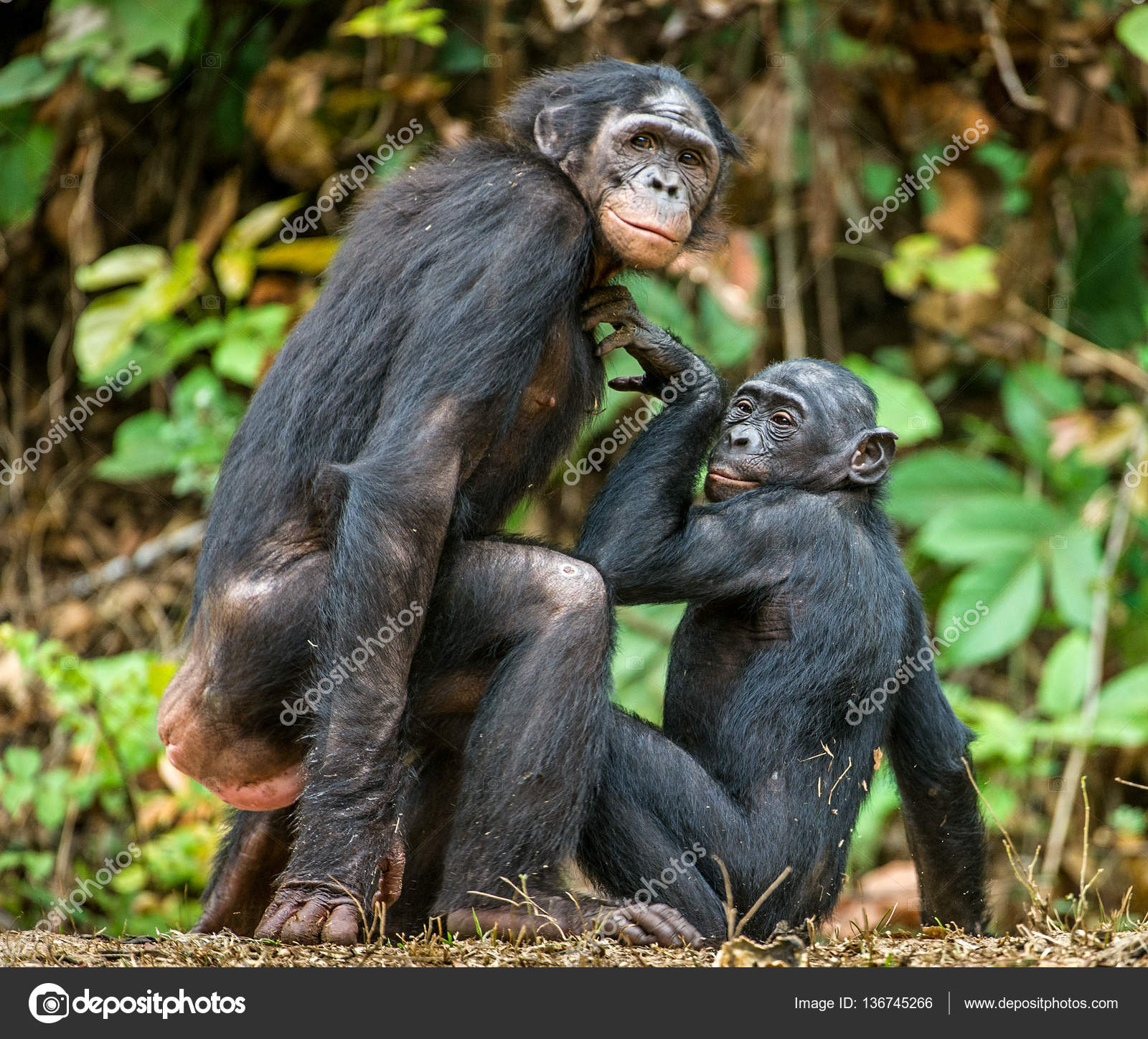 Close up of Bonobos mating Stock Photo by ©SURZet 136745266