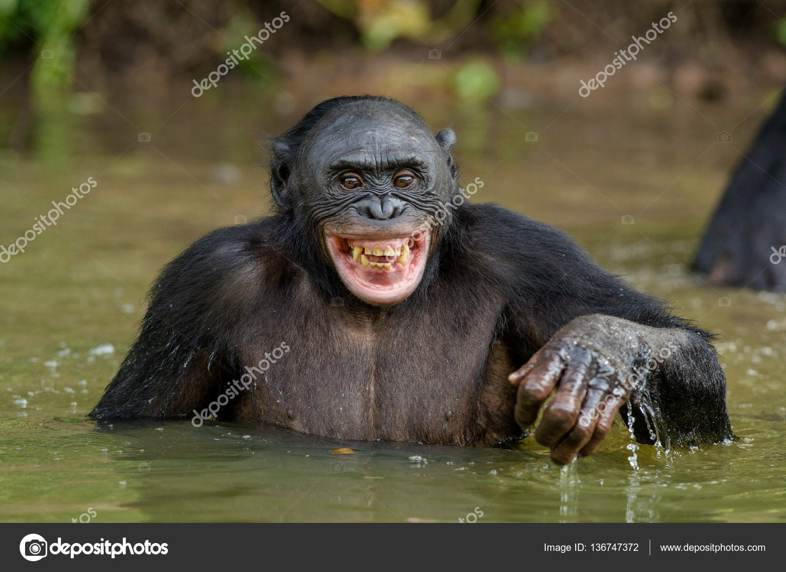 smiling chimpanzee