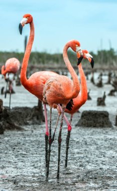 Amerikan flamingolar, Küba