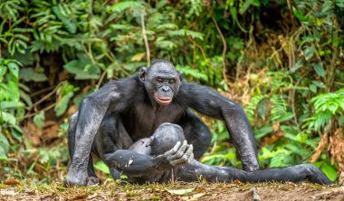 Close up of Bonobos mating clipart