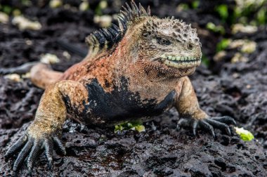 Galapagos deniz Iguana erkek lav kaya 