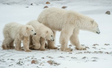 Polar dişi ayı yavruları ile