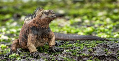 Galapagos deniz Iguana erkek lav kaya 