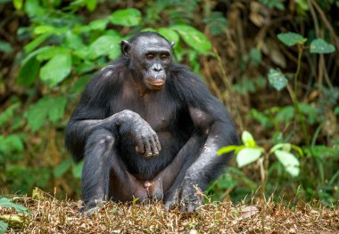 Yetişkin erkeği olarak Bonobo 