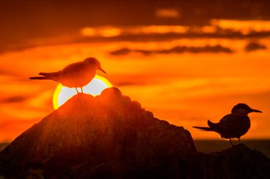 Silhouette of Common Terns clipart