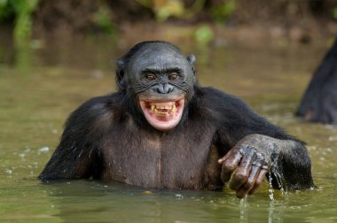Su gülümseyen Bonobo