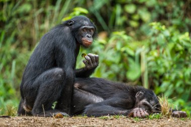 Close up of Bonobos mating clipart