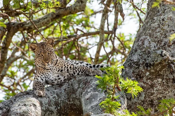 Güneş sıcak ışınları ağaç üzerinde gelen leopar gizler — Stok fotoğraf