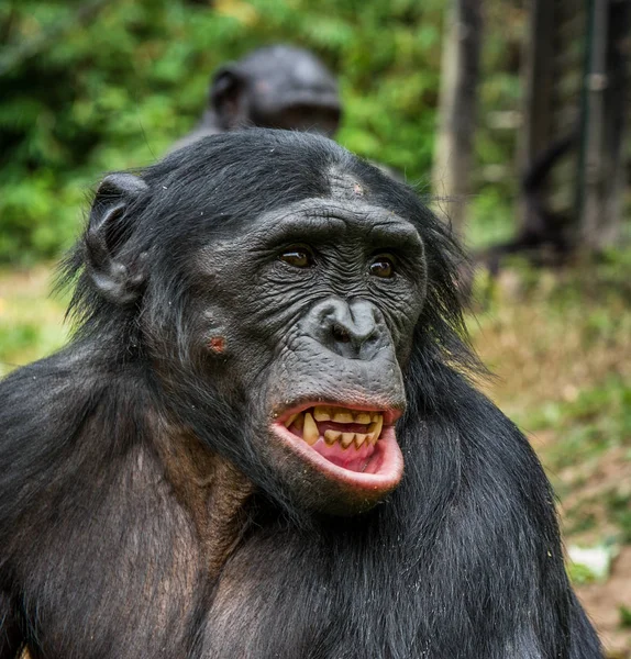 Дорослий Bonobo з відкритим ротом — стокове фото