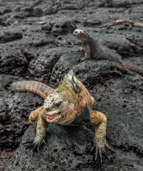 Macho de Iguana Marina de Galápagos sobre roca de lava — Foto de Stock