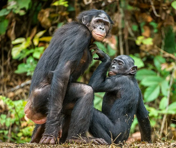 Primo piano dell'accoppiamento Bonobos — Foto Stock